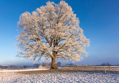 A5, Weihnachtskarte, Neujahrskarte, Glückwunschkarte, Geburtstagskarte, Fotokarte, Winter, Raureif, Biecht, Baum, Eiche, Winterbaum, Baum mit Raureif, Baum mit Biecht, Schweiz, bestellen