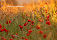 Glückwunschkarten, Geburtstagskarten, Fotokarten, Schweiz bestellen, A5, Mohn, Mohnblumen, Mohnblumenwiese