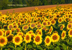 Glückwunschkarten, Geburtstagskarten, Fotokarten, Schweiz bestellen, A5, Sonnenblumen, Sonnenblumenfeld