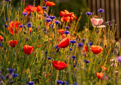Glückwunschkarten, Geburtstagskarten, Fotokarten, Schweiz bestellen, A5, Mohnblumen, Kornblumen, Blumenwiese