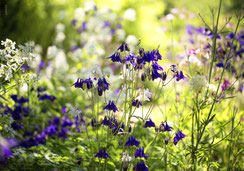 Glückwunschkarte, Geburtstagskarte, A5, bestellen Schweiz, Akeleien, Frühling, Merian Gärten