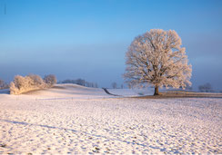 Weihnachtskarte, Neujahrskarte, Fotokarten, A5, Weihnachtskarten A5, Schnee, Eiche, Winterlandschaft, hügelige Winterlandschaft