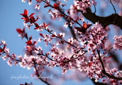 Glückwunschkarten, Geburtstagskarten, Fotokarten, Schweiz bestellen, A5, Kirschblüten, Kirschblütenzauber, Frühling