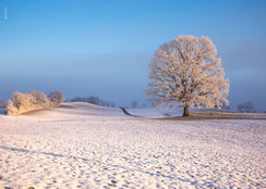 hochwertige, nachhaltige Weihnachtskarten, Neujahrskarten, Schweiz bestellen, B6, kleine Weihnachtskarten, Baum, Raureif, Eiche, Schnee, Schneelandschaft, Winterlandschaft