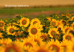 Trauerkarten, Trauerkarte, Beileidskarte, Gedenkkarte, Sonnenblumenfeld, Sonnenblumen, Trauerkarte mit Sonnenblumen, A5, Trauerkarten A5