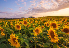Glückwunschkarte, Geburtstagskarte, A5, Sonnenblumen, Sonnenblumenfeld, Sonnenuntergang