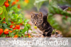 Glückwunschkarten, Geburtstagskarten, Aktion, Ausverkauf, Sonderpreise