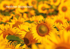 Glückwunschkarten A5, Geburtstagskarten A5, Schweiz bestellen, Glückwunschkarten mit Sonnenblumen, Geburtstagskarten mit Sonnenblumen, Fotokarten Sonnenblumen