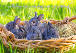 Glückwunschkarten, Geburtstagskarten, Fotokarten, Schweiz bestellen, A5, Hasen, Tiere, junge Hasen, Kaninchen