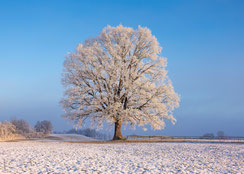 hochwertige, nachhaltige Weihnachtskarten, Neujahrskarten, Schweiz bestellen, B6, kleine Weihnachtskarten, Baum, Raureif, Eiche, Schnee, Schneelandschaft, Winterlandschaft