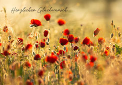 Glückwunschkarten, Geburtstagskarten, A5, Mohnblumen, Mohnblumenwiese, Mohnblumenfeld, stimmungsvoll, wertig, aus der Schweiz, geschäftliche Glückwunschkarten