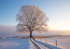 A5, Weihnachtskarte, Neujahrskarte, Glückwunschkarte, Geburtstagskarte, Fotokarte, Winter, Raureif, Biecht, Baum, Eiche, Winterbaum, Baum mit Raureif, Baum mit Biecht, Schweiz, bestellen