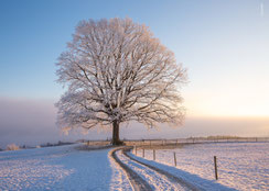 hochwertige, nachhaltige Weihnachtskarten, Neujahrskarten, Schweiz bestellen, B6, kleine Weihnachtskarten, Baum, Raureif, Eiche, Schnee, Schneelandschaft, Winterlandschaft