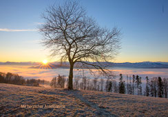 Trauerkarte, Beileidskarte, stimmungsvoll, Sonnenaufgang, Baum, Kastanienbaum, Nebelmeer, Wauwilermoos, Licht, Baum im Sonnenaufgang, Trauerkarte Winter, Trauerkarte Herbst, Egolzwil, Wauwil, Wauwilermoos, Chätzigerhöhe