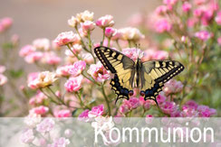 Erstkommunion, Kommunion, Karten zur Kommunion, Karten zur Erstkommunion, hochwertig, kindgerecht, bestellen, Schweiz
