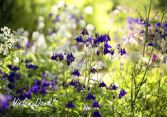 Dankeskarte Rosen, Dankeskarte, A5, Karte, Vielen Dank, Herzlichen Dank, Schweiz bestellen, sofort lieferbar, Akeleien, Blüten, Blumen