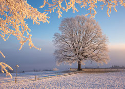 hochwertige, nachhaltige Weihnachtskarten, Neujahrskarten, Schweiz bestellen, B6, kleine Weihnachtskarten, Baum, Raureif, Eiche, Schnee, Schneelandschaft, Winterlandschaft