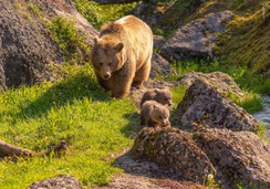 Glückwunschkarten, Geburtstagskarten, Fotokarten, Schweiz bestellen, A5, Bären, Bärenkinder, Bärenbaby, Goldau, Tierpark, Tierpark Goldau