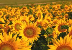 Glückwunschkarte, Geburtstagskarte, Sonnenblumen, Sonnenblumenfeld, Glückwunschkarte mit Sonnenblumen, A5, bestellen Schweiz, Geburtstagkarte A5, Glückwunschkarten A5
