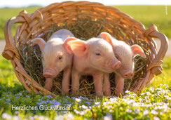 Glückwunschkarte, Geburtstag, Fotokarte, Ferkel, Schweinchen, Tiere, Bauernhof, Glück