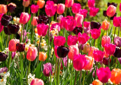 Glückwunschkarten, Geburtstagskarten, Fotokarten, Schweiz bestellen, A5, Tulpen, Frühling