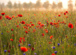 kleine Geburtstagskarten, kleine Glückwunschkarten, kleine Karten, Mohn, Mohnblumen, Wauwilermoos