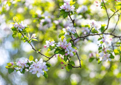 Glückwunschkarten, Geburtstagskarten, Fotokarten, Schweiz bestellen, A5, Apfelblüten, Blumen, Blüten