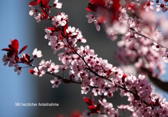 Trauerkarten, Trauerkarte, Beileidskarte, Gedenkkarten, Kirschblüten, Kirschblütenzauber, Frühling