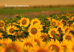 Trauerkarten, Trauerkarte, Beileidskarte, Gedenkkarte, Sonnenblumenfeld, Sonnenblumen, Trauerkarte mit Sonnenblumen, A5, Trauerkarten A5
