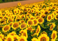 Glückwunschkarten, Geburtstagskarten, Fotokarten, Schweiz bestellen, A5, Sonnenblumen, Sonnenblumenfeld