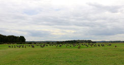 Salisbury Woodhenge - Der Holzkreis