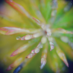 Macro photo shot using two lenses