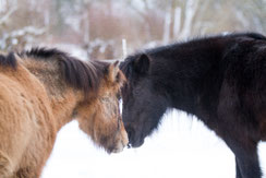 Reittherapie, Therapeutisches Reiten, Pferd, Vertrauen, Förderung, Pferdgestützte Traumapädagogik