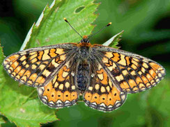 Schmetterling Skabiosen-Scheckenfalter Euphydryas aurinia LBV Neu-Ulm