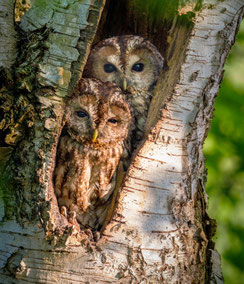 © NABU/Felix Büscher