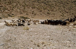 21 -  Plus de 100 millions d’herbivores « comestibles » (moutons, chèvres, vaches, dromadaires…) ravagent les sols et les écosystèmes du Maroc, avec, semble-t-il la bénédiction des autorités et des gestionnaires