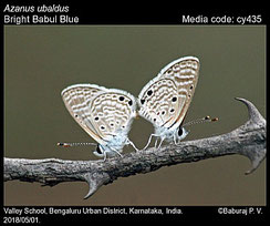 Azanus ubaldus, in copula ©P.V. Baburay 