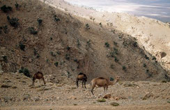23 - Strictement doté pour le désert, le Dromadaire est acclimaté dans les plus hautes montagnes du Maroc où il commet d'irréversibles ravages