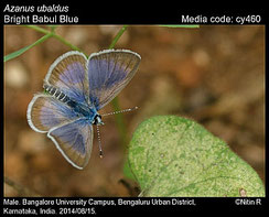Azanus ubaldus, mâle ©R. Nitin 