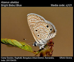 Azanus ubaldus, mâle ©Rohil Girotra 