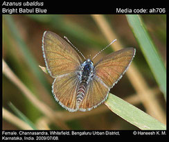 Azanus ubaldus, femelle ©K.M. Haneesh 