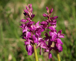 Orchis mascula (c) Petra Altrichter