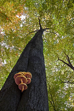 maechtige-Buche, Bad-Harzburg, Nationalpark-Harz, Baumpilze, Froschperspektive, Herbst-im-Harz, Harzwald, Buchenwald-im-Herbst, wandern-im-Harz, Highlight-im-Harz, Harzfoto, Harz-Natur, Canonfoto, Canon, Canon-16-35mm, Harzlandschaft