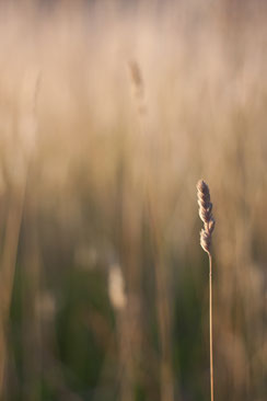 Grashalm im Abendlicht