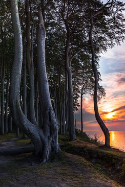 Abendlicht-im-Buchenwald, Canon16-35mm, Landschaftsfotografie, Laubwald, leuchten, leuchtender-Wald, lichtdurchflutet, Mecklenburger-Bucht, Mecklenburg-Vorpommern, Nienhagen, Sonnenstern, Sonnenuntergang-Buchenwald-Nienhagen, Abendlicht