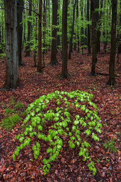 Nationalpark-Harz, Harzwald, Schimmerwald-bei-Bad-Harzburg-im-Fruehling, Buchenwald, Buchenaustrieb, wandern-im-Harz, Highlight-im-Harz, Harzfoto, Harz-Natur, Canonfoto, Canon, Canon-16-35mm, Harzlandschaft 