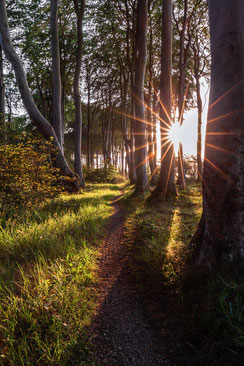 Abendlicht-im-Buchenwald, Canon16-35mm, Landschaftsfotografie, Laubwald, leuchten, leuchtender-Wald, lichtdurchflutet, Mecklenburger-Bucht, Mecklenburg-Vorpommern, Ostseebad-Heiligendamm, Sonnenstern, Sonnenuntergang-Buchenwald-Heiligendamm, starburst