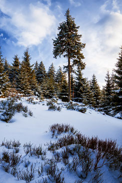 Harzer-Winterwald, Winter-am-Bruchberg, Nationalpark-Harz, Harzer-Winterlandschaft, Oberharz, wandern-im-Harz, Highlight-im-Harz, Harz-Natur, Canonfoto, Canon, Canon-16-35mm, Harzlandschaft, Winter-im-Harz. Fichtenwald-im-Winter