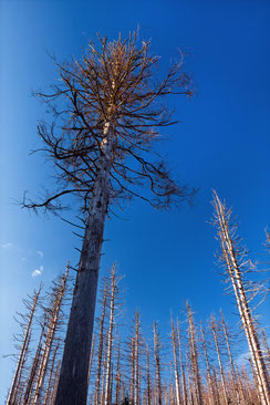 abgestorbene-Baeume, tote-Fichten, tote-Baueme-im-Harz, Waldsterben-im-Harz, Fichtensterben-im-Harz, Waldwandel,  Harzlandschaft. Oberharz, Harz-Natur, Canonfoto, Canon, Canon-16-35mm