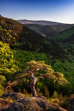 Ilsestein-zum-Brocken, Nationalpark-Harz, Ilsestein-im-Abendlicht, Ilsetal, Harzer-Wandernadel, Stempelstelle-30, wandern-im-Harz, Highlight-im-Harz, Harzfoto, Harz-Natur, Canonfoto, Canon, Canon-16-35mm, Harzlandschaft